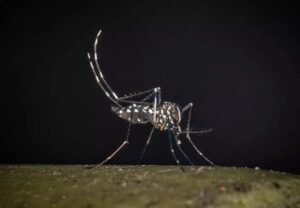 Iss, salgono a 275 i casi confermati di West Nile in Italia. 19 decessi