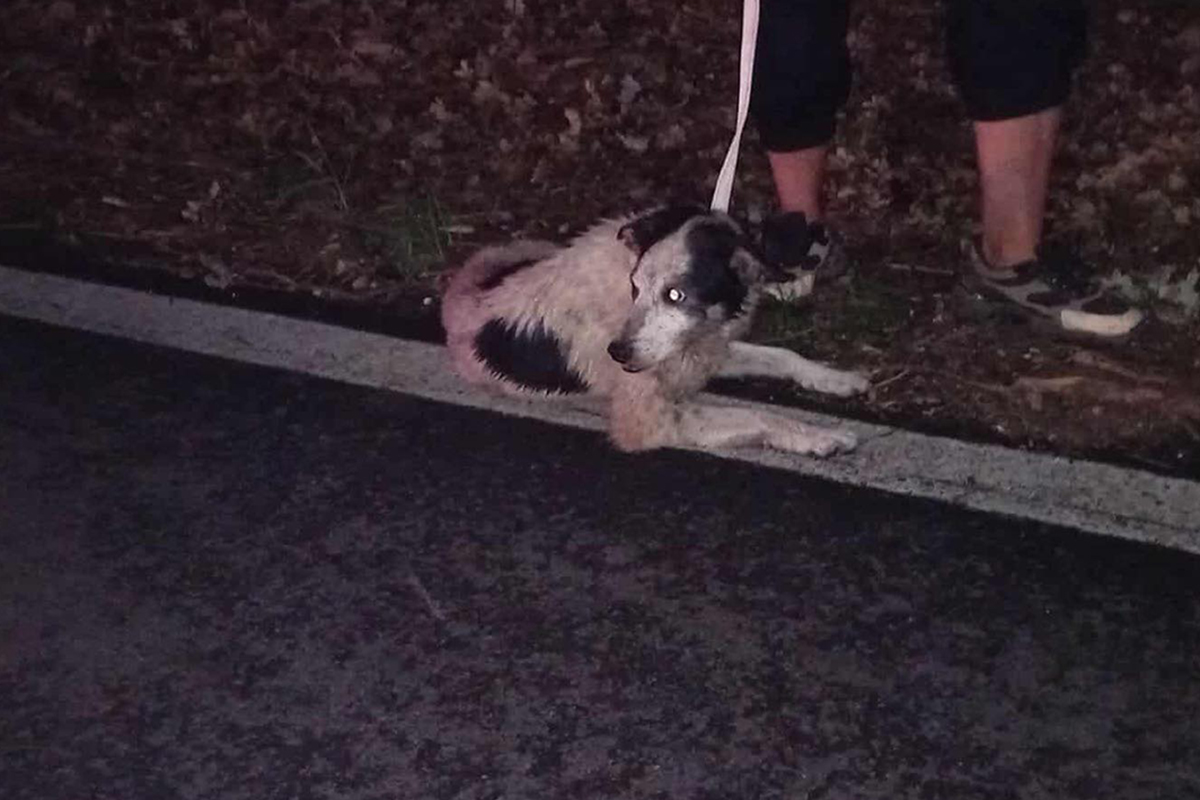 Viterbo – Cane ferito da un’arma da fuoco