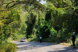 Orte – Albero pericolante, chiusa temporaneamente la Vasanellese