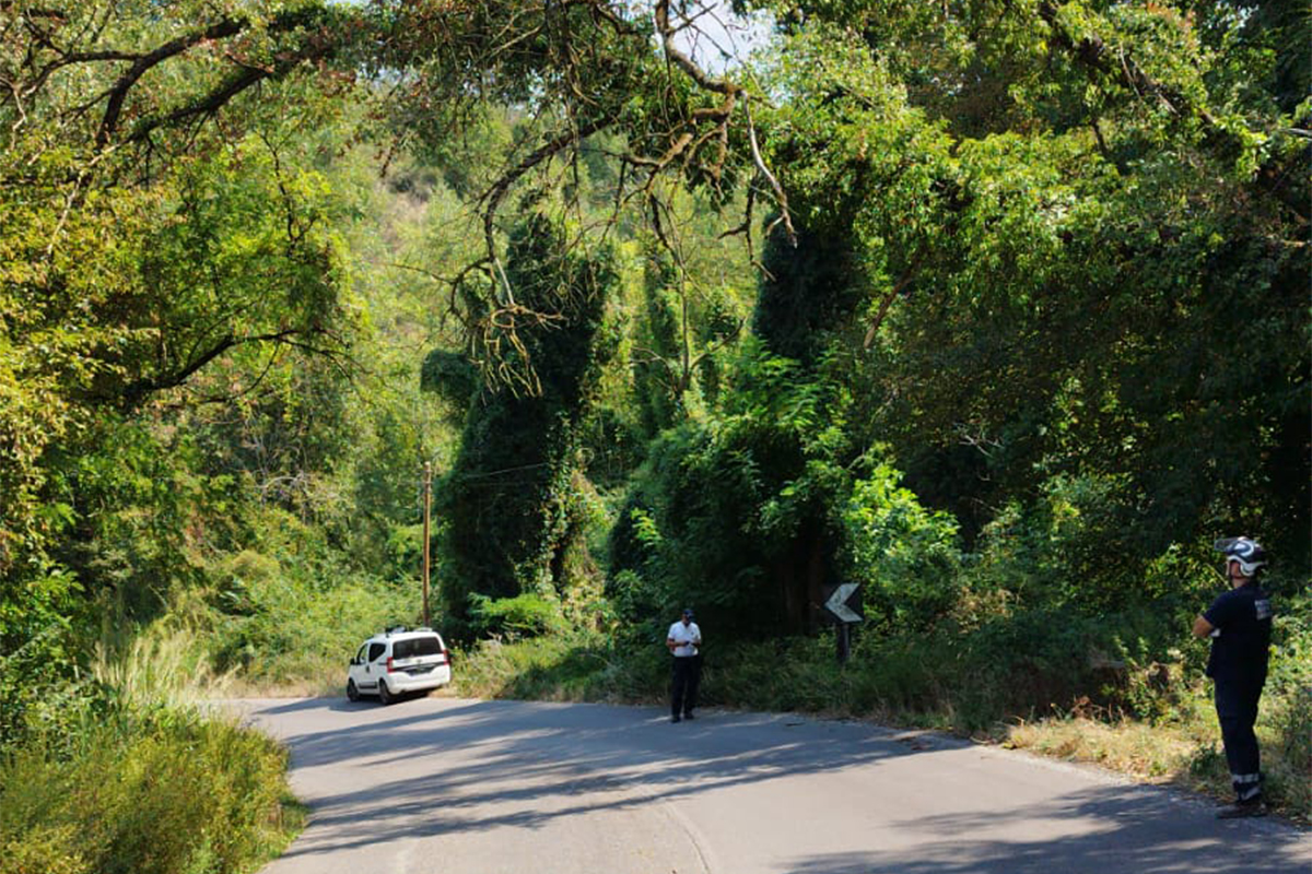 Orte – Albero pericolante, chiusa temporaneamente la Vasanellese