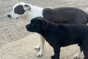 Tarquinia – Appello per due cani scomparsi nella notte del 21 agosto