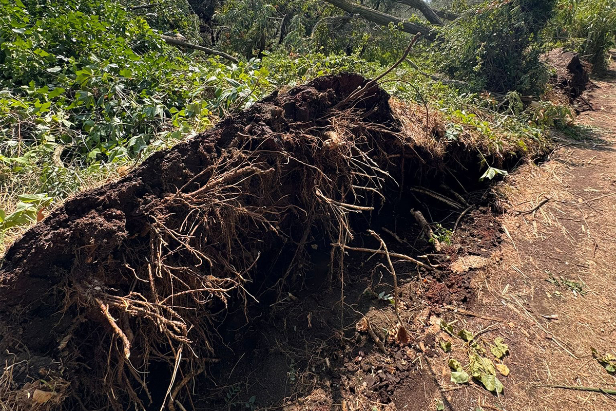 Bolsena – Nubifragio nella notte, gravi danni al Lido Camping e al Campo Scout (FOTO)