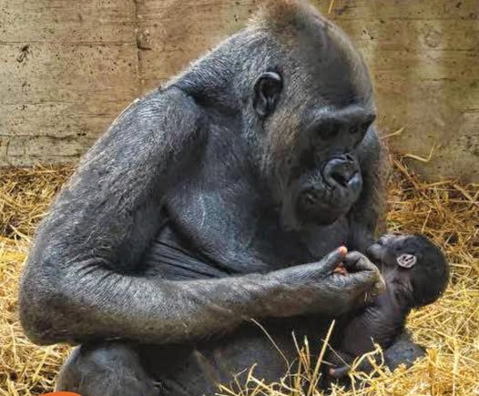 Nato cucciolo di gorilla, in Italia non accadeva da 50 anni (VIDEO)