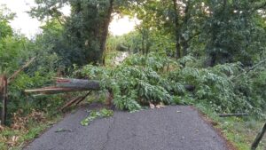 Canepina – Cade un grosso albero, chiusa la strada 1920 (FOTO)