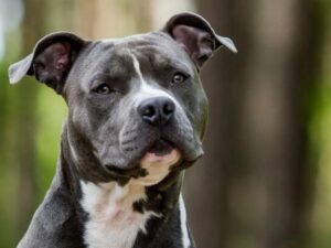 Bimba di 5 anni azzannata dal cane Amstaff dello zio: ferita gravemente al volto