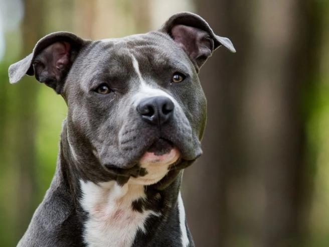 Bimba di 5 anni azzannata dal cane Amstaff dello zio: ferita gravemente al volto