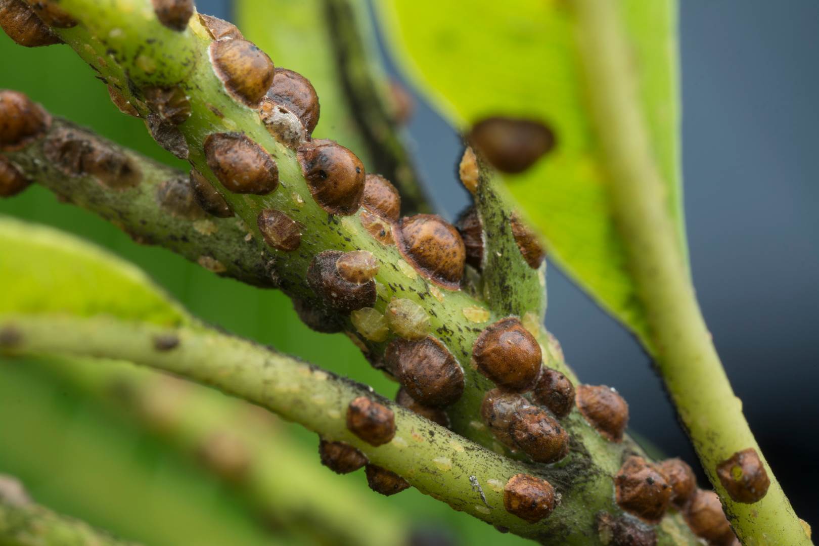Cocciniglia tartaruga a Santa Marinella, ecco le zone della diffusione ed i trattamenti in atto