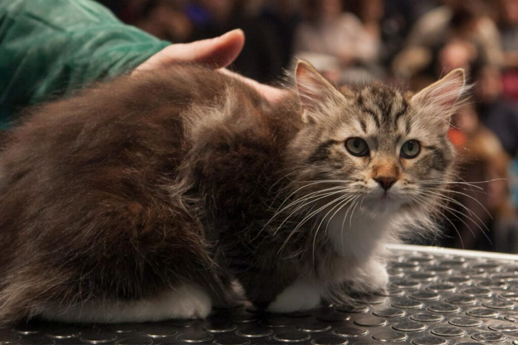 Associazione difesa animali, “a Cogne serial killer gatti?”