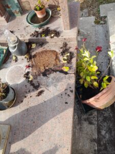 Oriolo Romano – Cinghiali tra le tombe, interrogazione per il sindaco