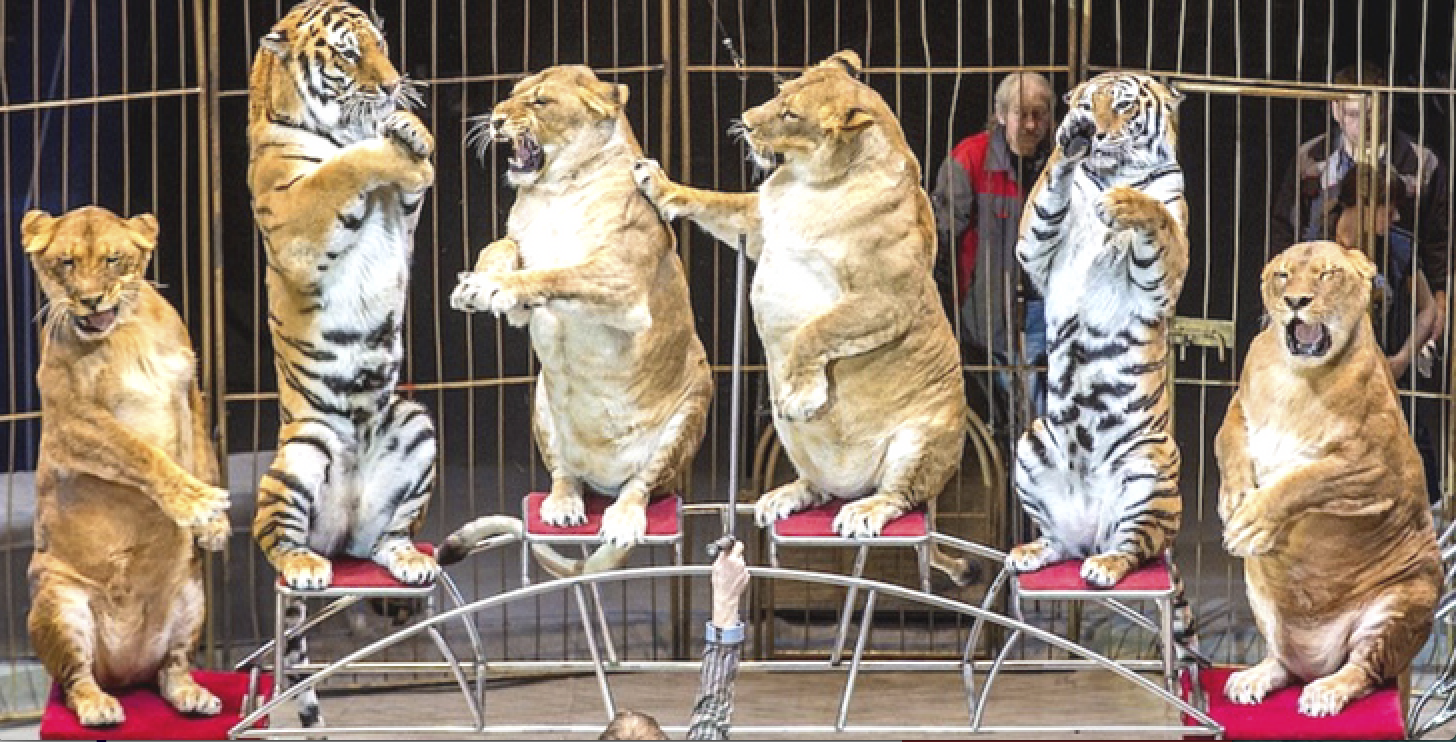 Gli animali nei circhi non vengono maltrattati, bene lo slittamento alla Camera della decisione sul loro impiego”