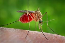 Nuova vittima del virus West Nile, i decessi salgono a sei nel Lazio