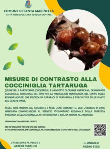 Santa Marinella – Protezione del verde, al via i trattamenti fitosanitari sui pini colpiti dalla Cocciniglia