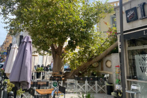 Civitavecchia – Fratelli d’Italia: “Sul verde pubblico la sinistra ha fallito, i cittadini vedono i risultati”