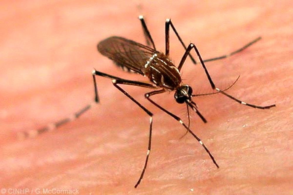 Estate e zanzare, cosa sapere e cosa (non) fare