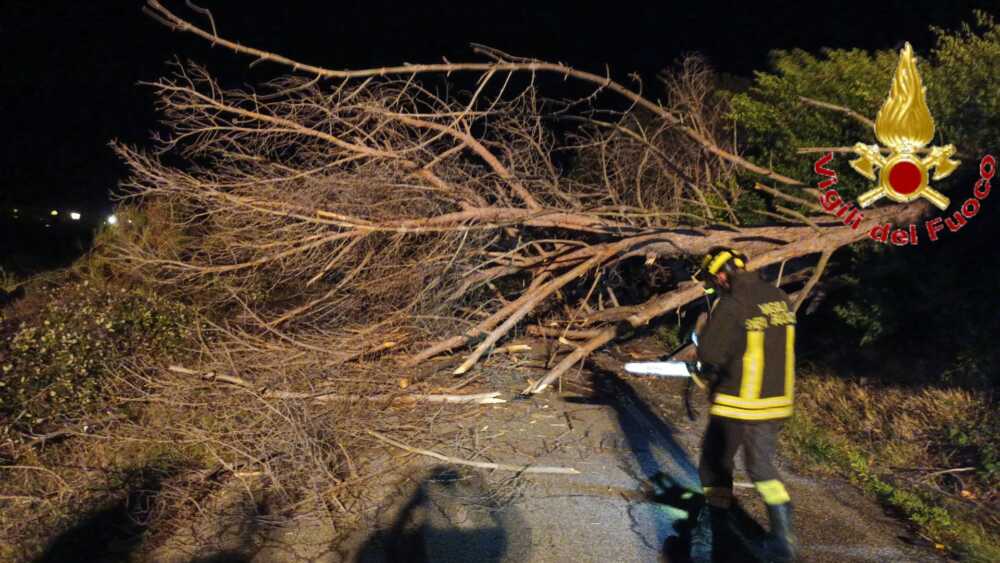 Temporale nella notte, due grossi alberi caduti tra Allumiere e Civitavecchia