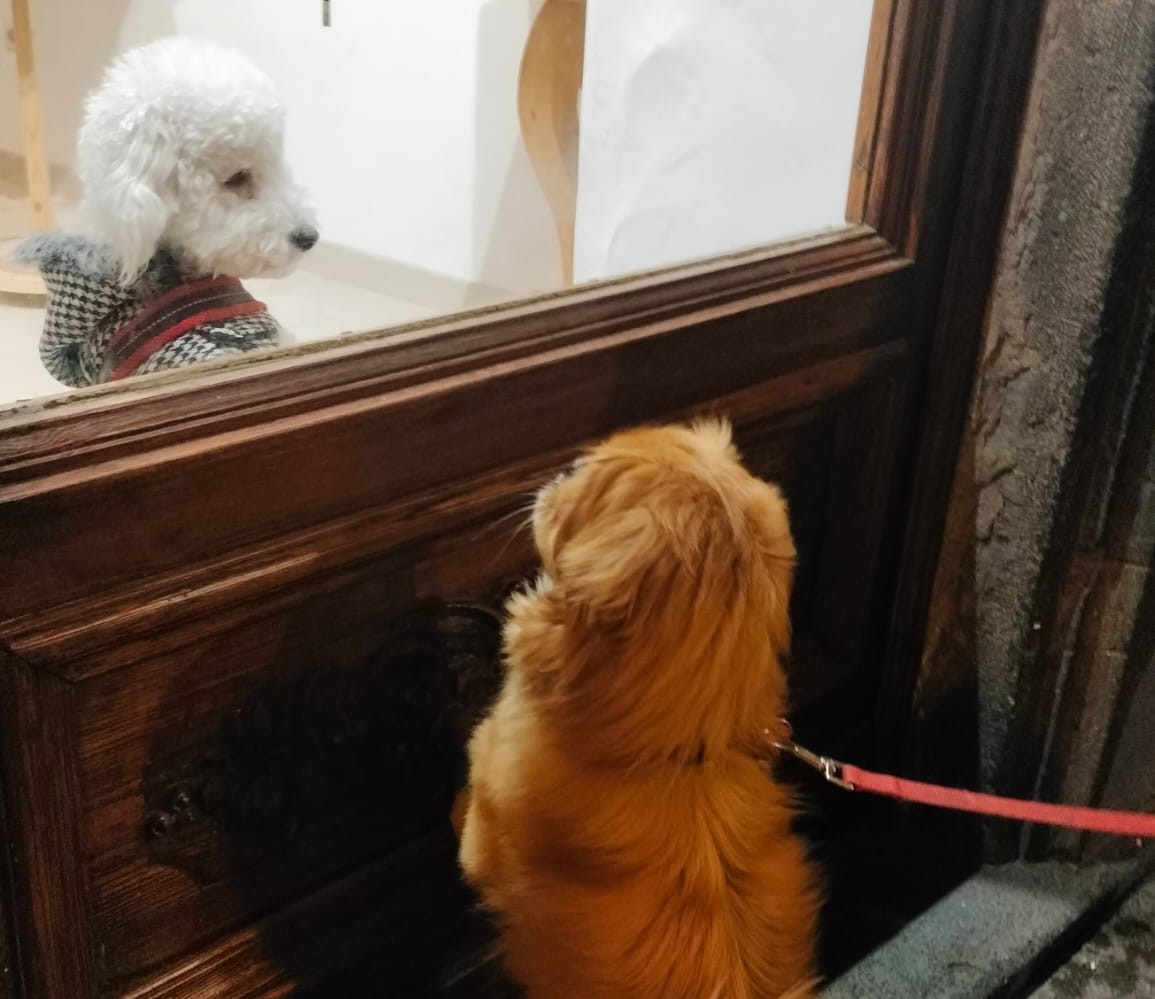 Giornata mondiale del cane, Enpa Viterbo: “Essere prezioso e speciale”