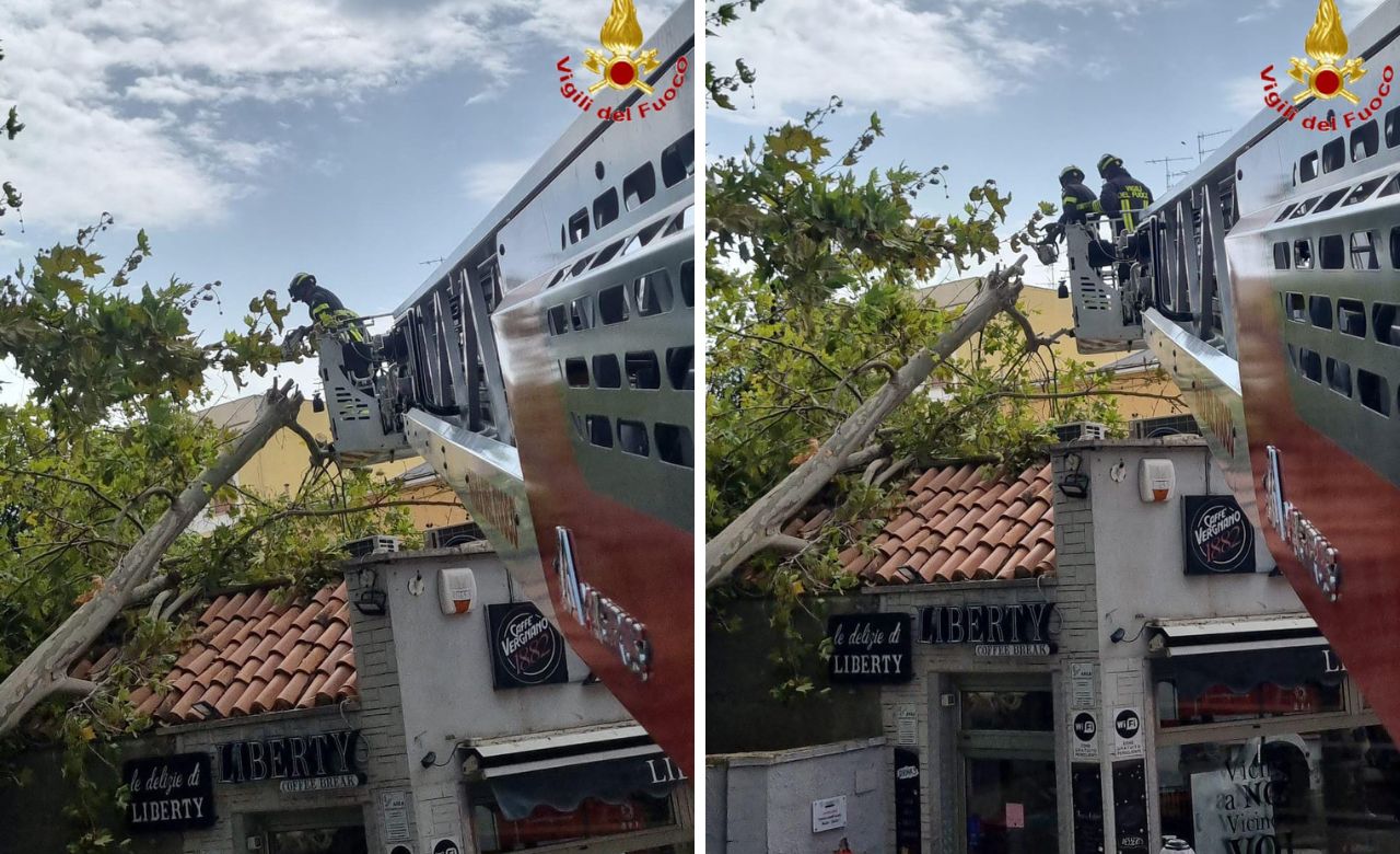 Civitavecchia – Alberi caduti in pieno centro, FdI: “Tragedia sfiorata, già da aprile segnalavamo il problema”