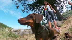 Il labrador Jack e il bassotto Zeus premiati per aver salvato la vita alle loro padrone