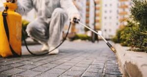 Viterbo, nuovo intervento di disinfestazione contro le zanzare con trattamento larvicida