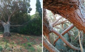Viterbo – Parco Raffaele Giorni: “Il pino crollato è ancora lì e tiene in ostaggio la Madonnina” (FOTO)