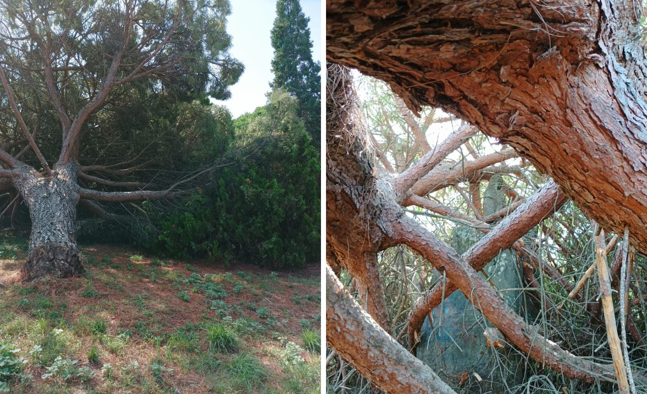 Viterbo – Parco Raffaele Giorni: “Il pino crollato è ancora lì e tiene in ostaggio la Madonnina” (FOTO)