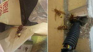 Ladispoli – Allarme Vespa Orientalis: un intervento al giorno per contrastare l’invasione