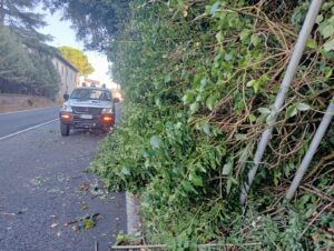 Alberi caduti ad Acquapendente e Proceno, interviene la Protezione civile (FOTO)