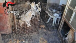 Canile lager a Ponzano Romano: presidio contro il maltrattamento dei 200 Husky con il senatore Manfredi Potenti