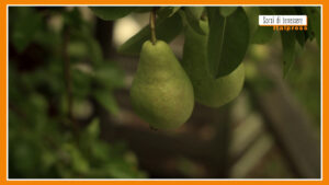 Sorsi di Benessere – Un gustoso frullato di pere