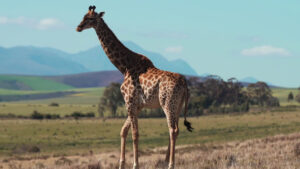 Imprese, a Milano l’Africa Italia Summit