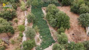 Sequestrate nel Nuorese due tonnellate e mezzo di droga