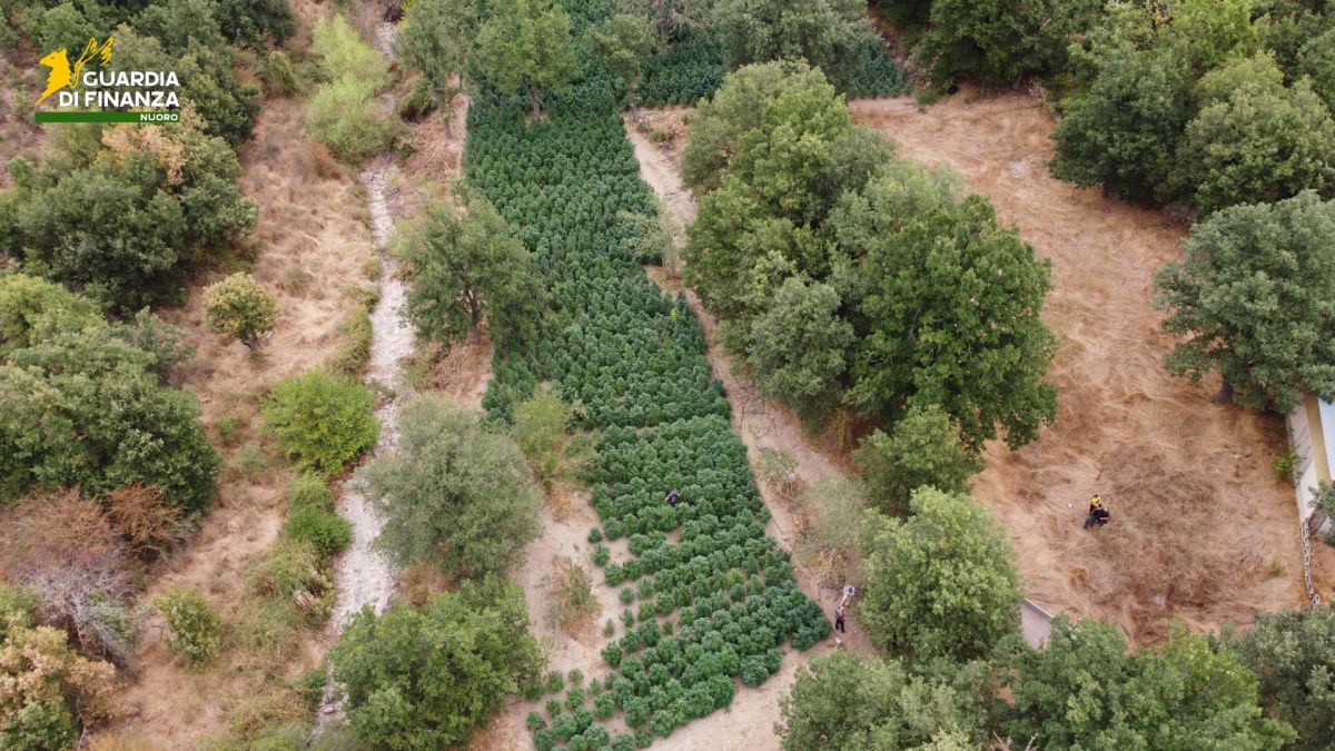 Sequestrate nel Nuorese due tonnellate e mezzo di droga