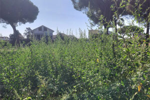 Tarquinia lido tra abbandono e giungla urbana, cittadini imbestialiti contro il Comune (FOTO)