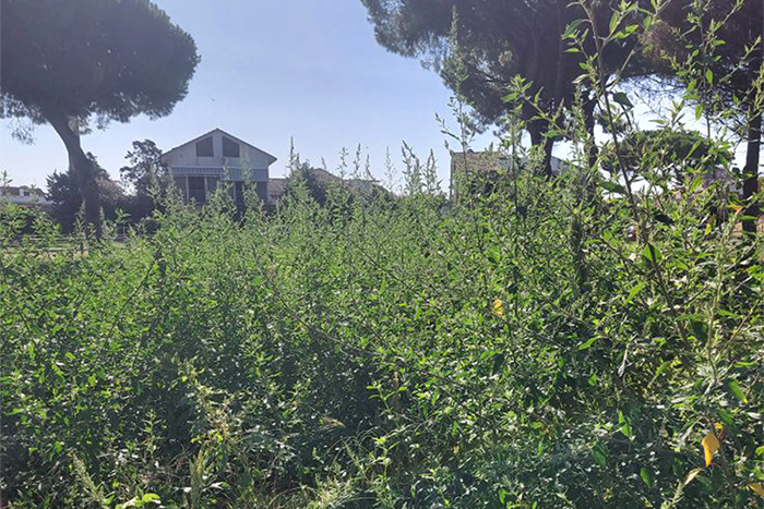 Tarquinia lido tra abbandono e giungla urbana, cittadini imbestialiti contro il Comune (FOTO)