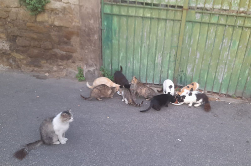 Vitorchiano, colonia felina: i residenti chiedono una sistemazione per i randagi ma il Comune non risponde