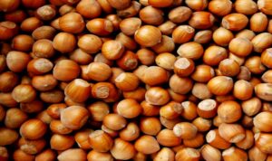 Lotta alla cimice asiatica: Stelliferi & Viconuts pronti a contribuire il potenziamento dei lanci di vespa samurai nei noccioleti