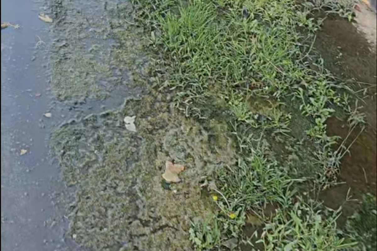 Tarquinia – Via delle Dune è un acquitrino: “Stanno nascendo alghe e rane, oltre allo spreco immondo”