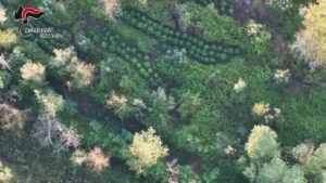 Scoperta maxi piantagione di marijuana nell’Aspromonte reggino