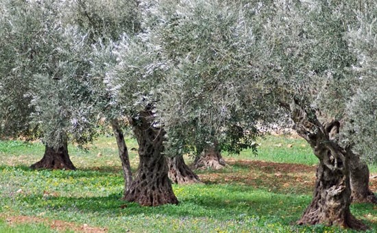 Tuscia, terra d’olio e di esperienze: torna l’Open Day dedicato all’extravergine di qualità e all’oleoturismo