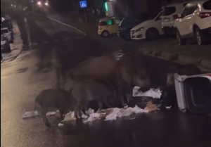 Viterbo – Emergenza cinghiali, Via Belluno ancora a soqquadro: “C’è ancora chi gli porta da mangiare”