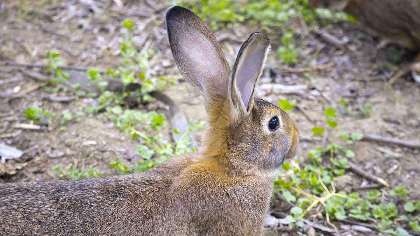 Viterbo – Il Comune riapre il mattatoio per la macellazione del coniglio leprino