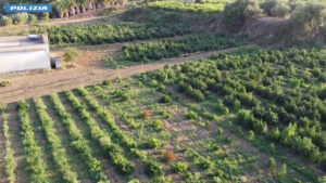 Coltivavano marijuana tra la canapa light, 4 arresti nel Palermitano