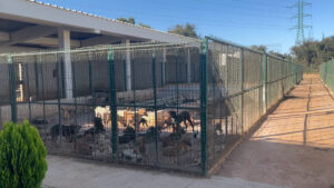 Cliniche veterinarie e app, così il Marocco affronta il randagismo