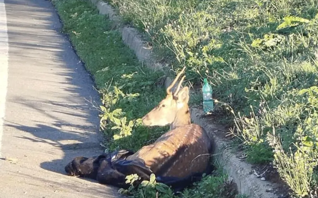 Pontina – Traffico in tilt per un daino investito e soccorsi in ritardo: scoppia la polemica tra Comune e Regione