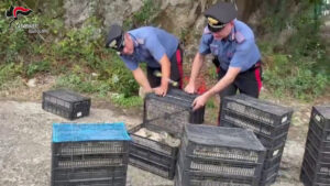 In auto con 2200 uccelli protetti a Villa San Giovanni, denunciato