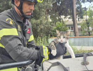 Civitavecchia – Gatto bloccato su un pino: salvato dai Vigili del Fuoco