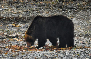 Trento – Uccisero l’orsa F36, rinviati a giudizio 2 dei 4 indagati