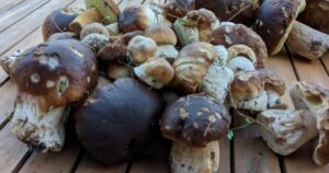 Stagione da record: porcini a profusione in Lazio, Toscana e Umbria