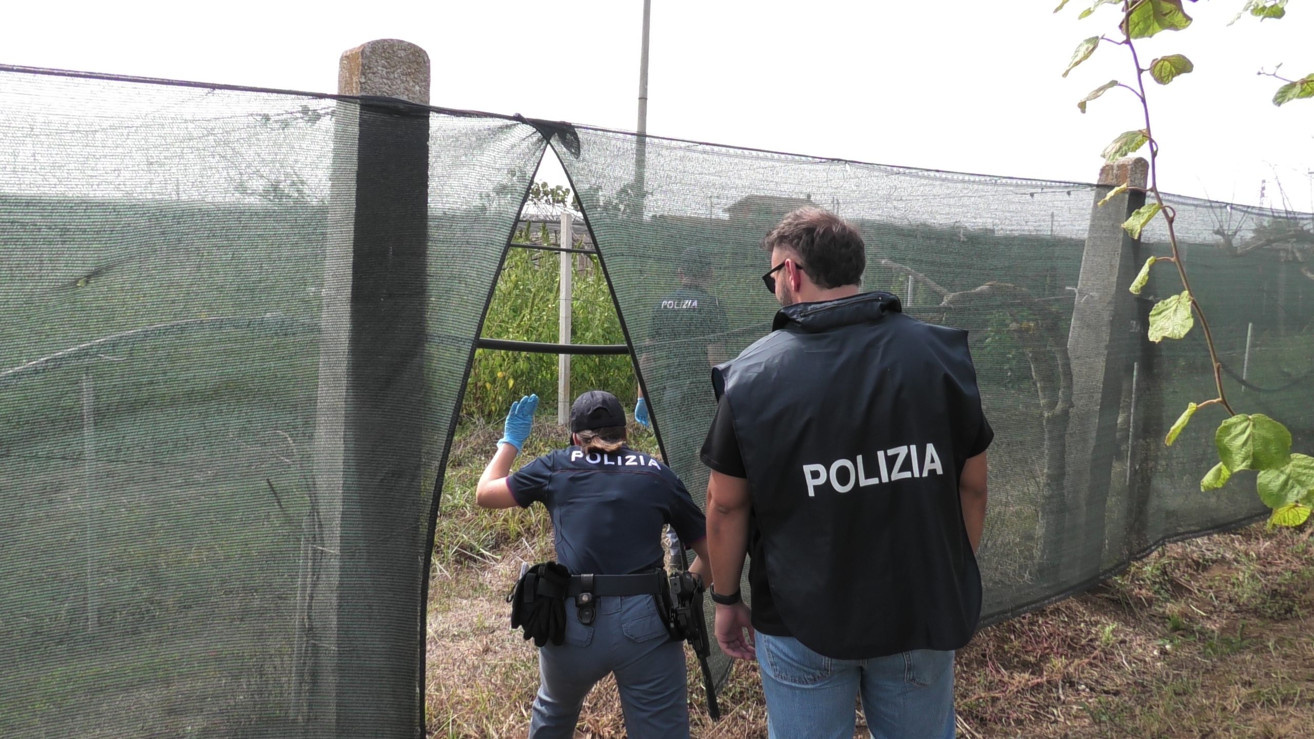 Cisterna di Latina – Detenzione ai fini di spaccio e coltivazione illegale di marijuana, arrestato 60enne