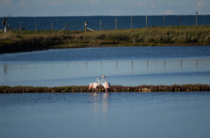 Difesa della costa, in arrivo oltre 7 milioni per Tarquinia e Pescia Romana